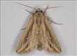 2202 (73.300) L-album Wainscot